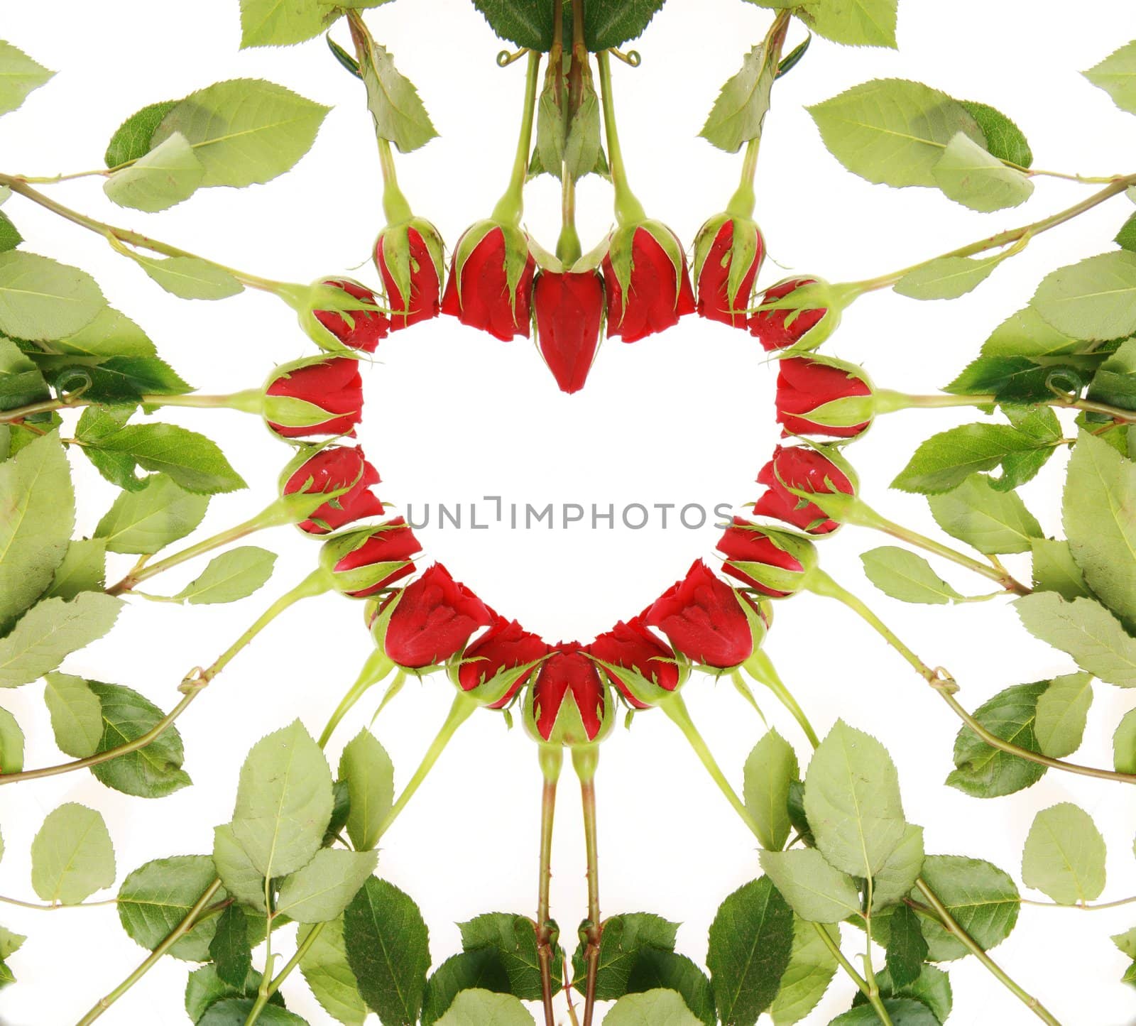 red roses forming a heart on a white background......................