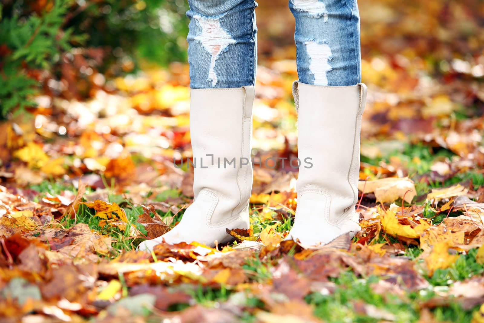 Walking through the autumn leaves, closeup