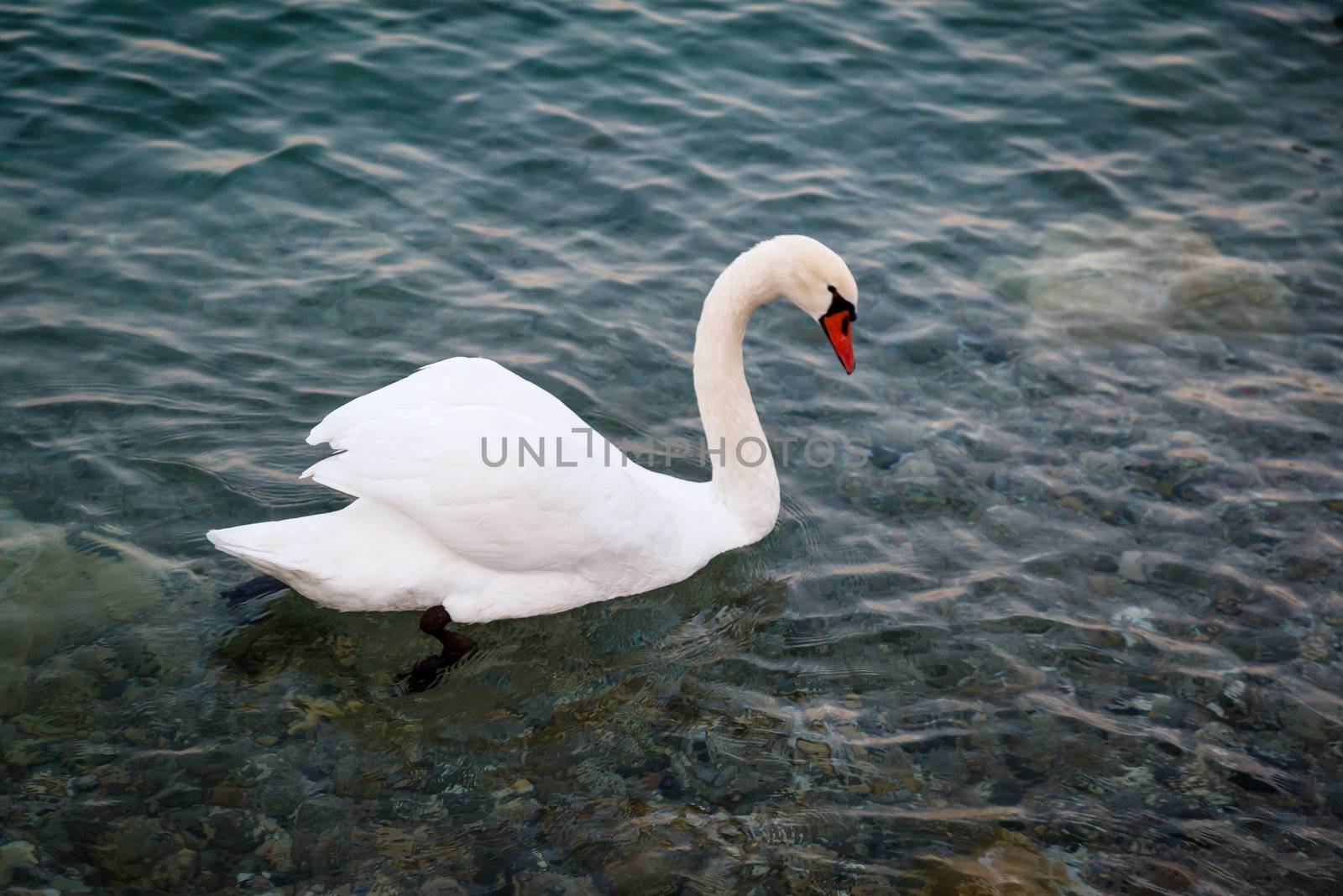 Beautiful Swan Gliding on Transparent Water Surface of Garda Lake, Sirmione, Italy