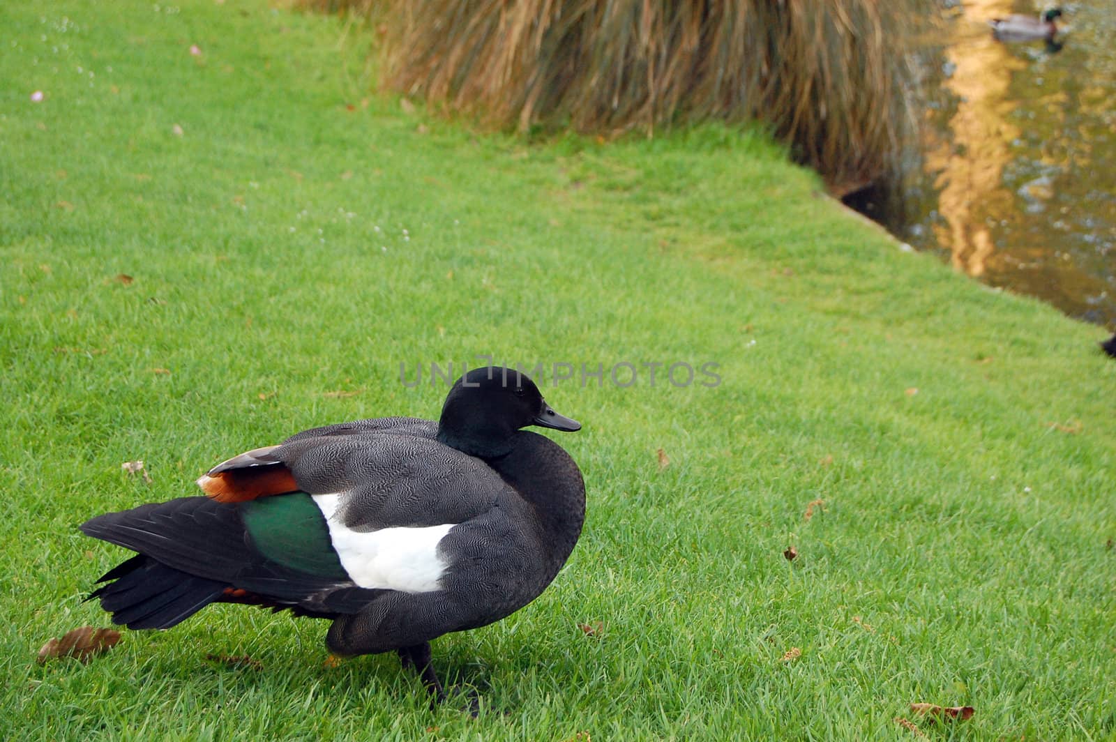 Duck on the grass, Botanical Gardens, Christchurch, New Zealand