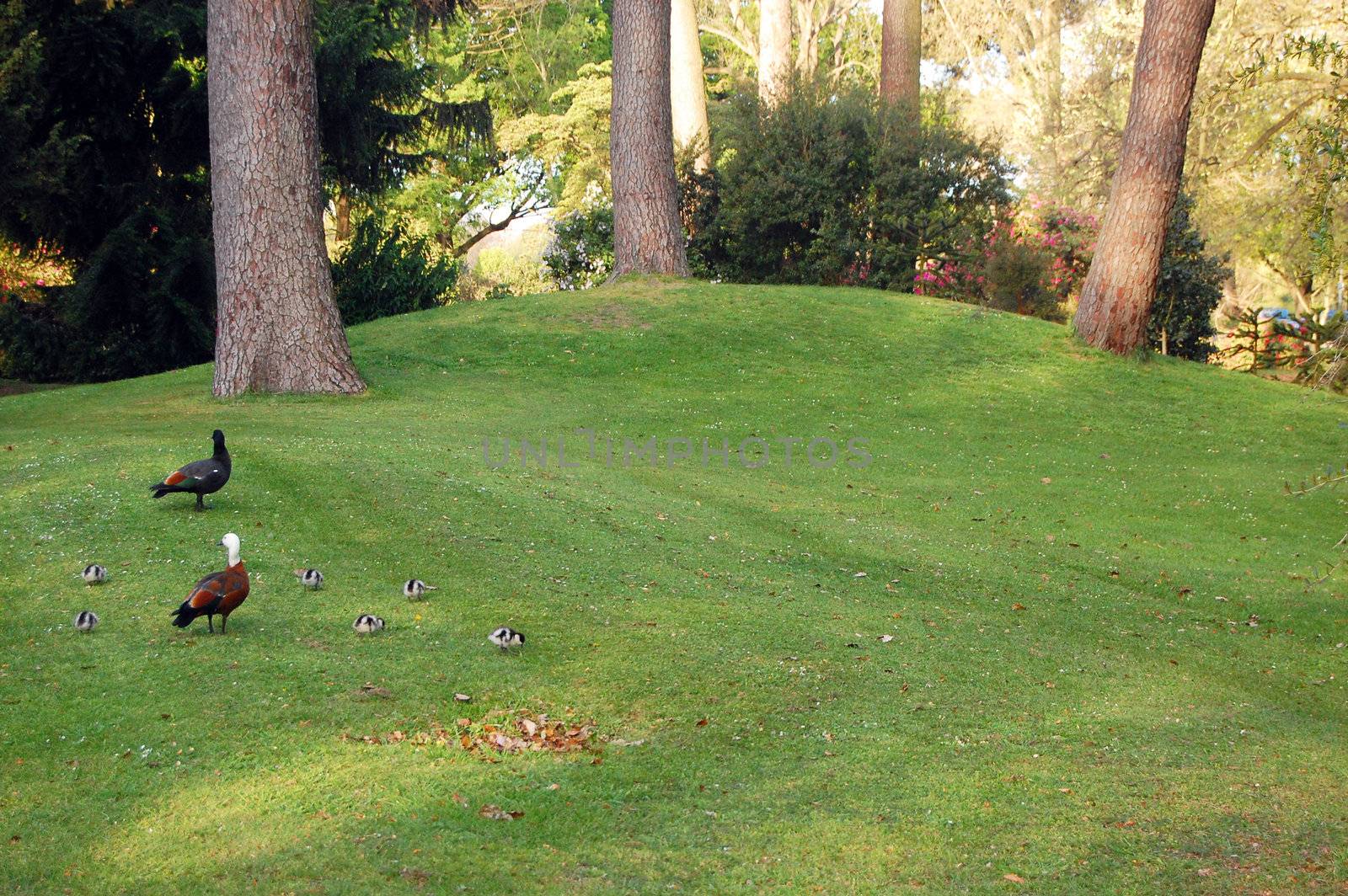 Ducks on the grass, Botanical Gardens, Christchurch, New Zealand