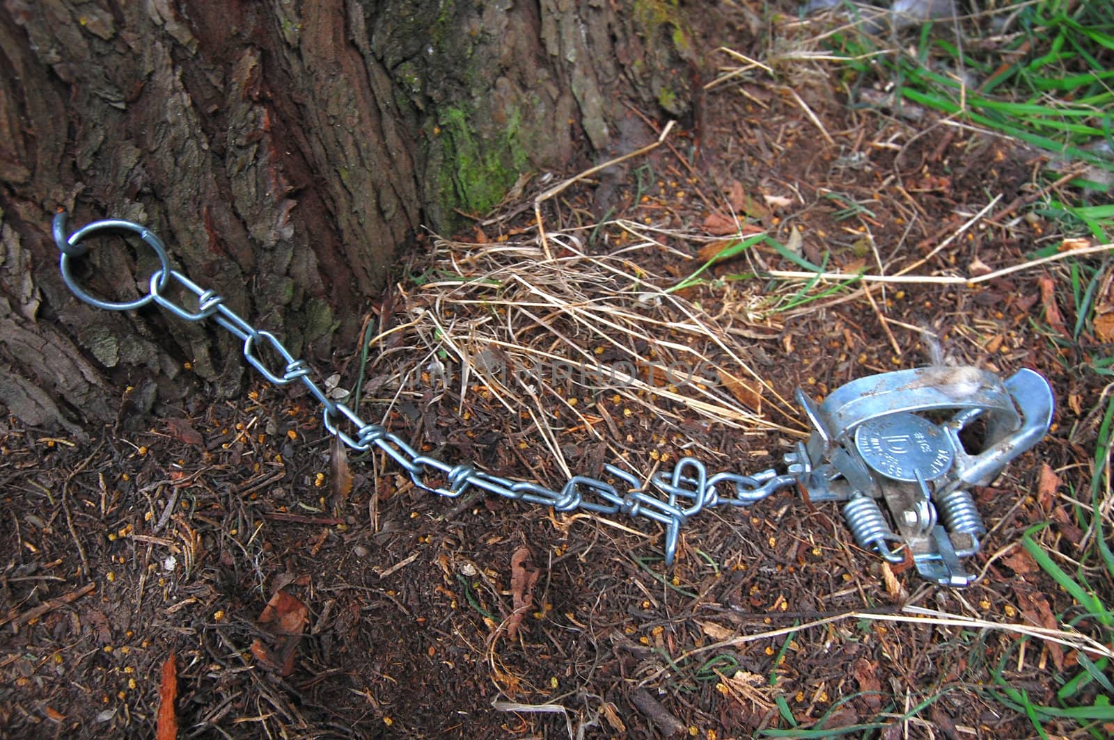 Metal possum trap, New Zealand