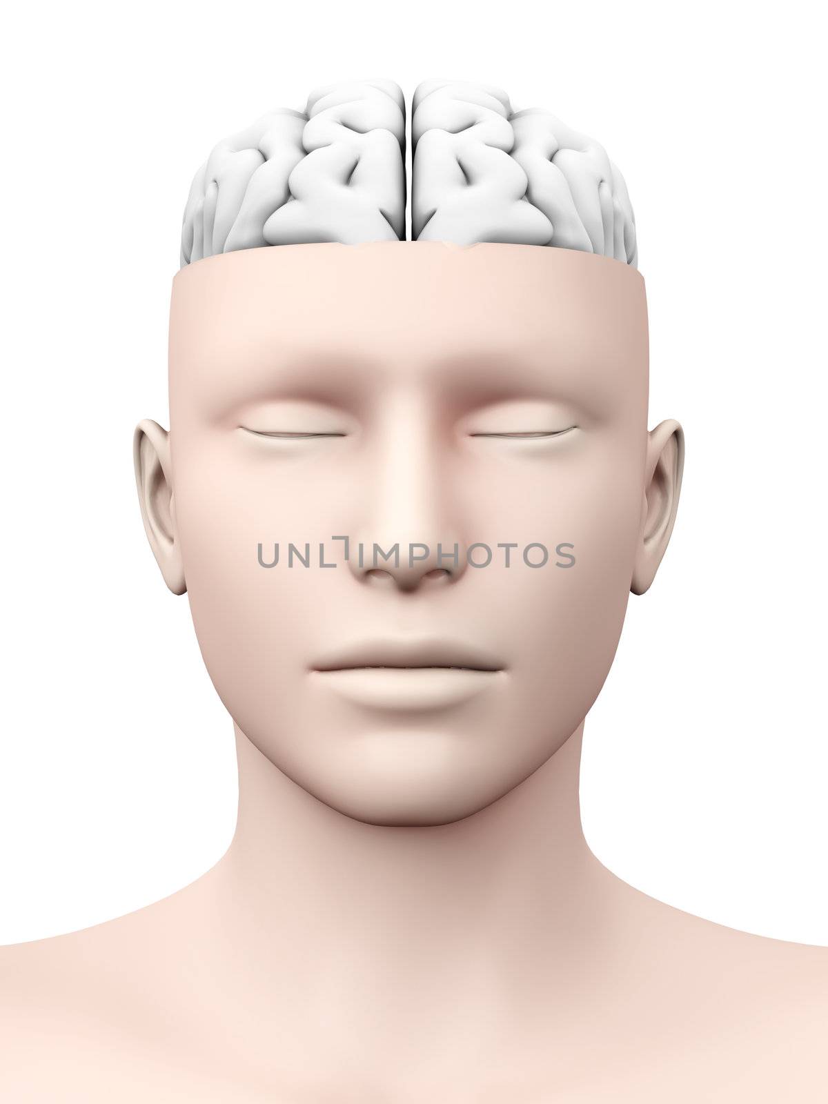 A human Brain. Anatomical visualization. 3D rendered illustration. Isolated on white.