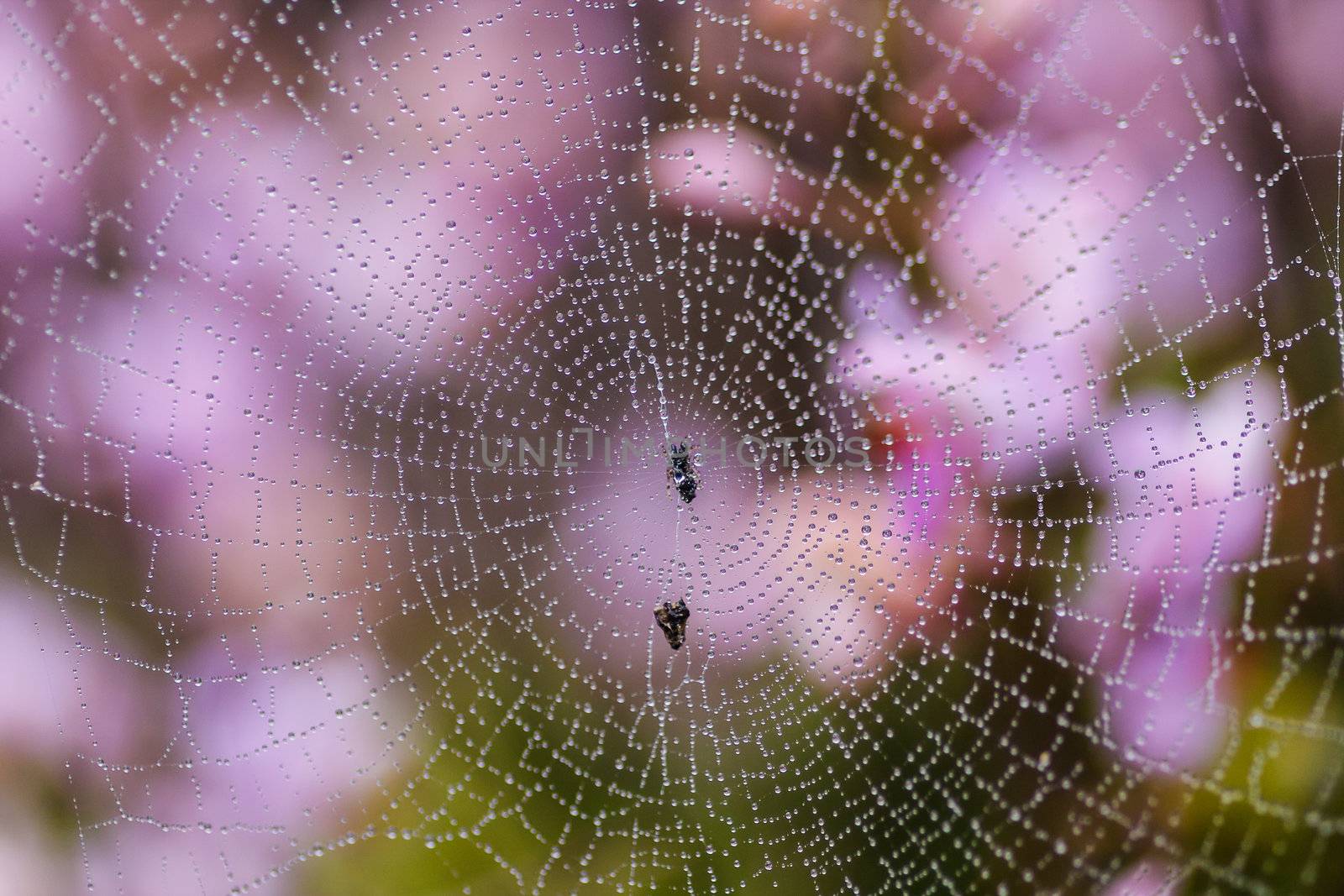 Spider web with water drops in rain forest, Thailand.