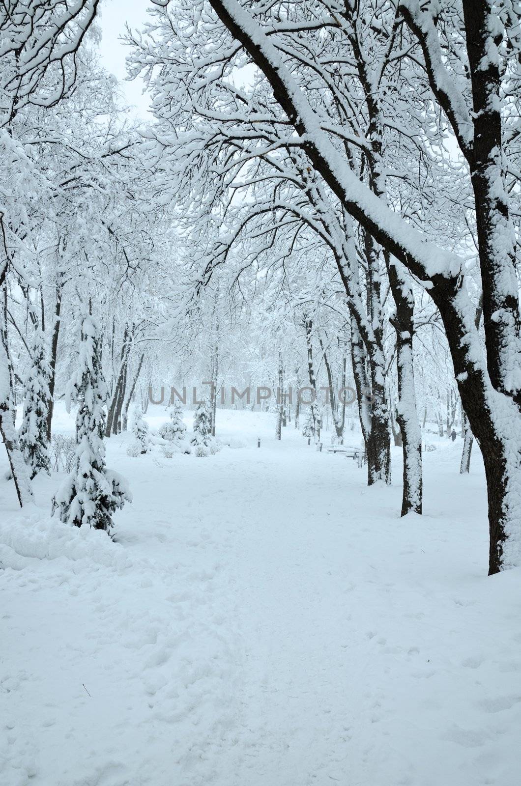 Landscape in Winter Park by Sergieiev