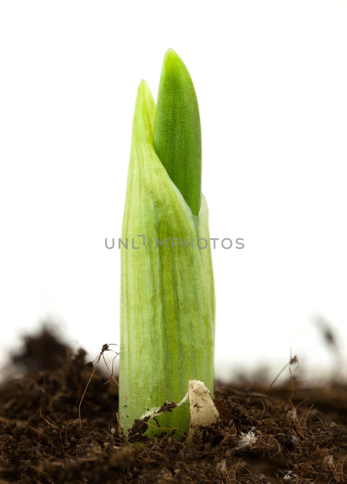 Seedling of garlic on a white background