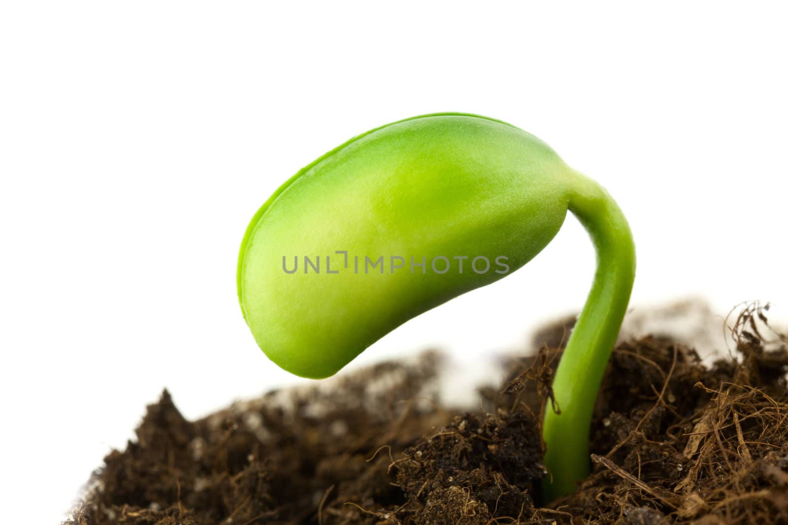 Small plant of soy on a white background