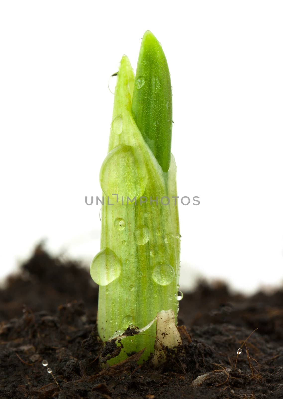 Seedling of garlic on a white background