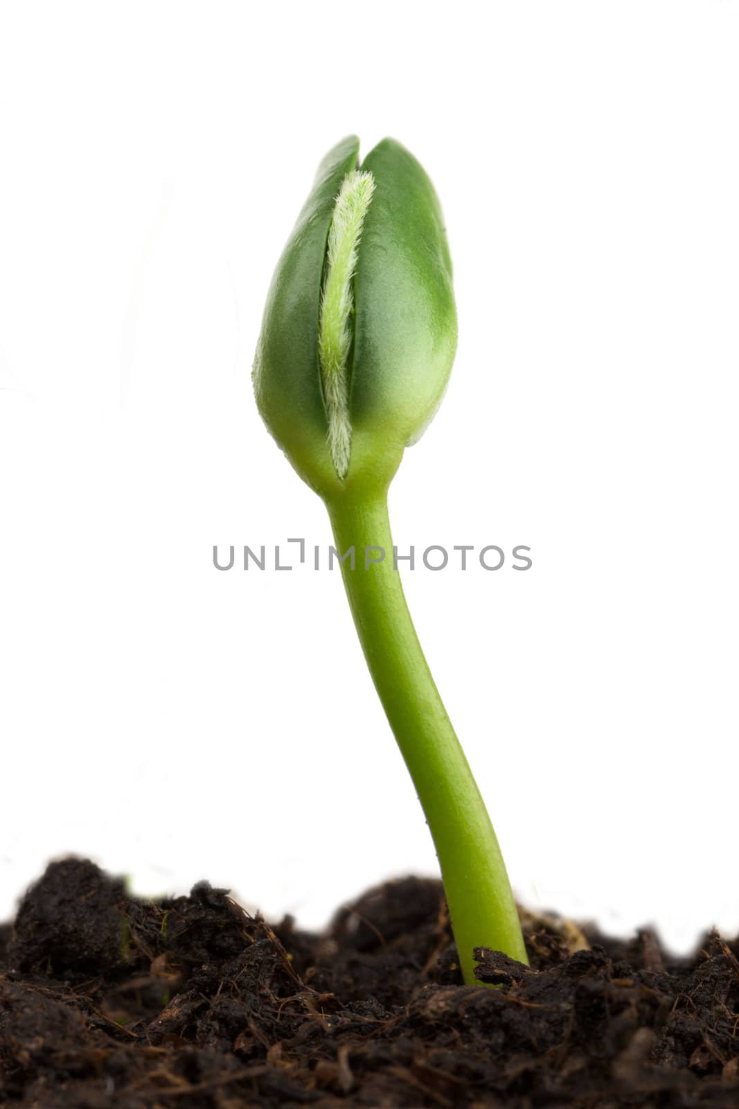 Small plant of soy on a white background