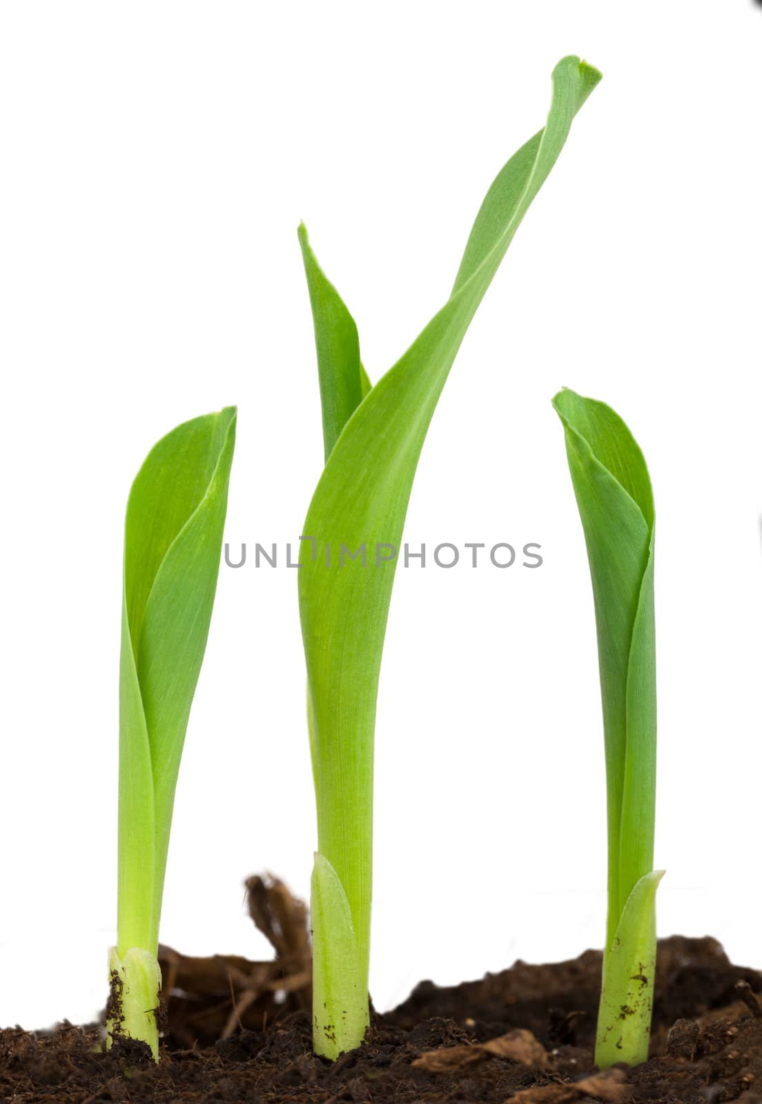 Seedling corn on a white background