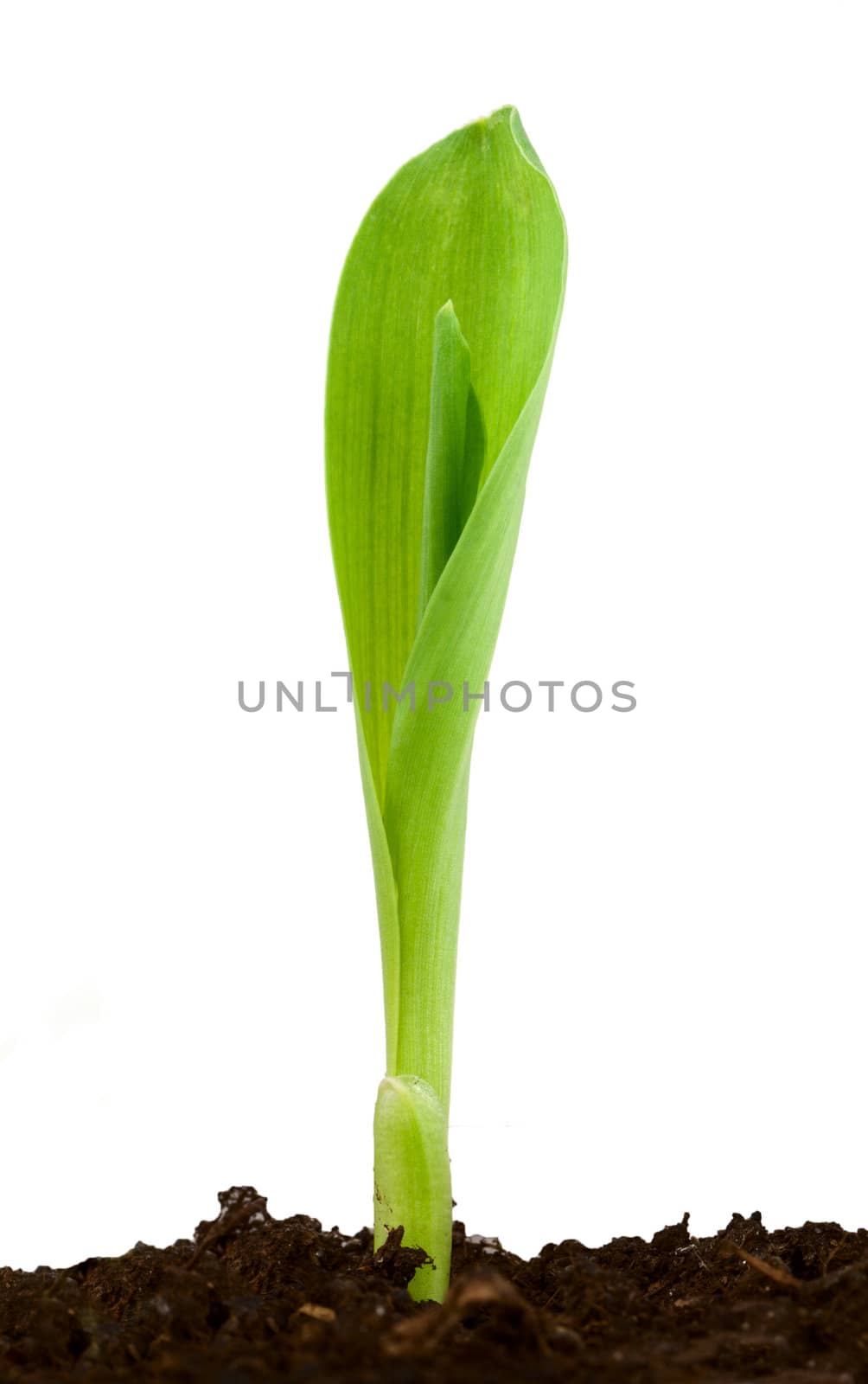 Seedling corn on a white background