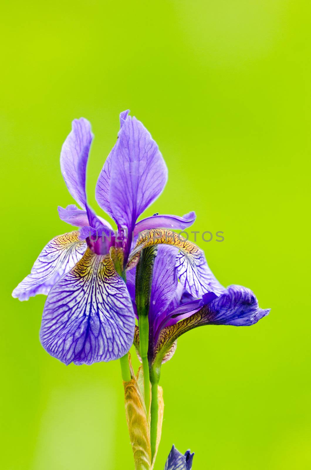 japanese iris or Siberian iris by Sergieiev