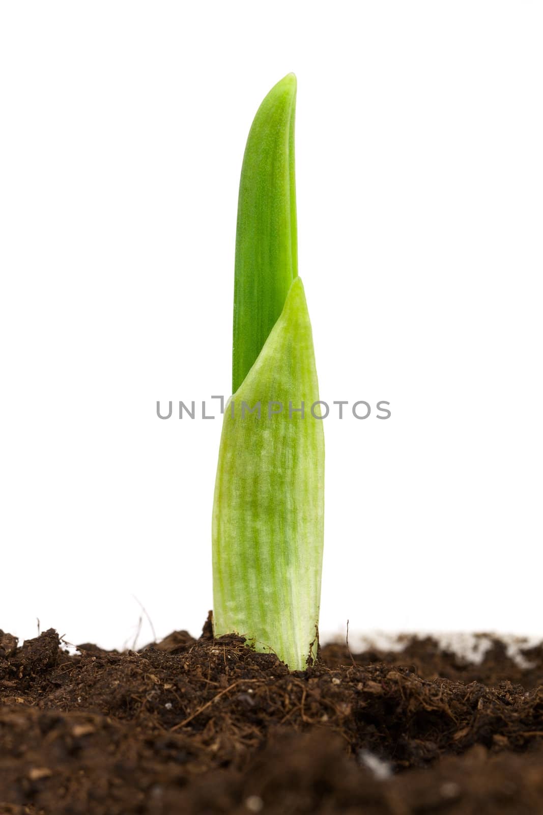 Garlic plant by vtorous