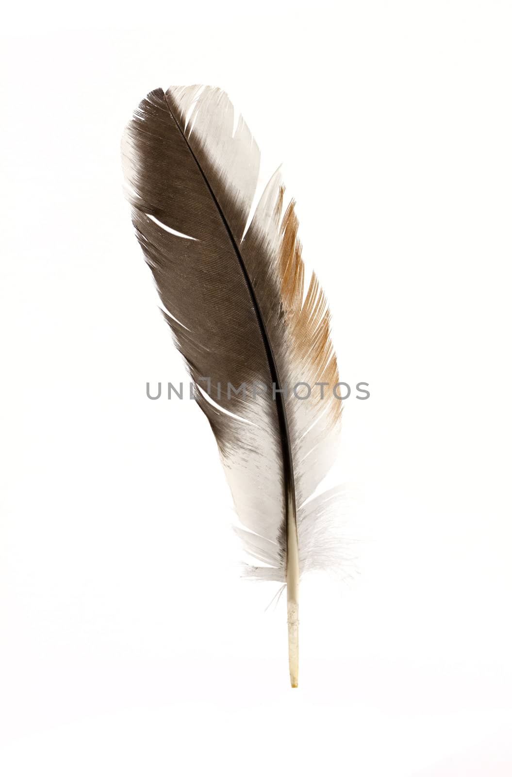 Black feather isolated on a white background