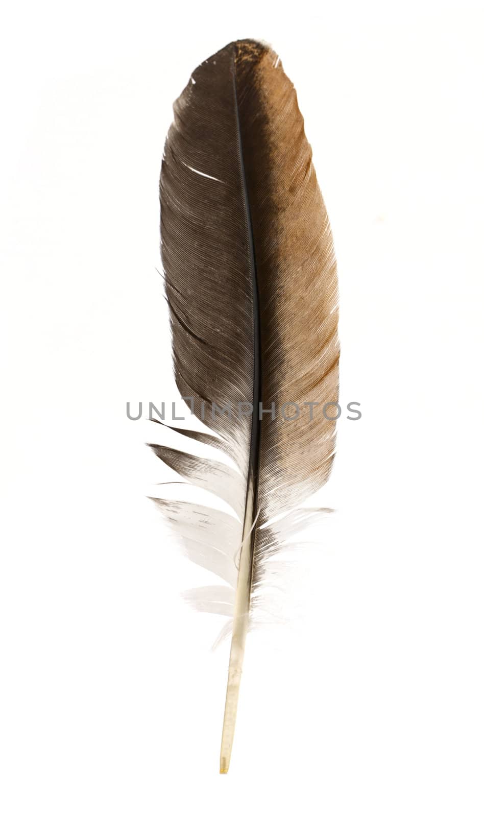 Black feather by vtorous