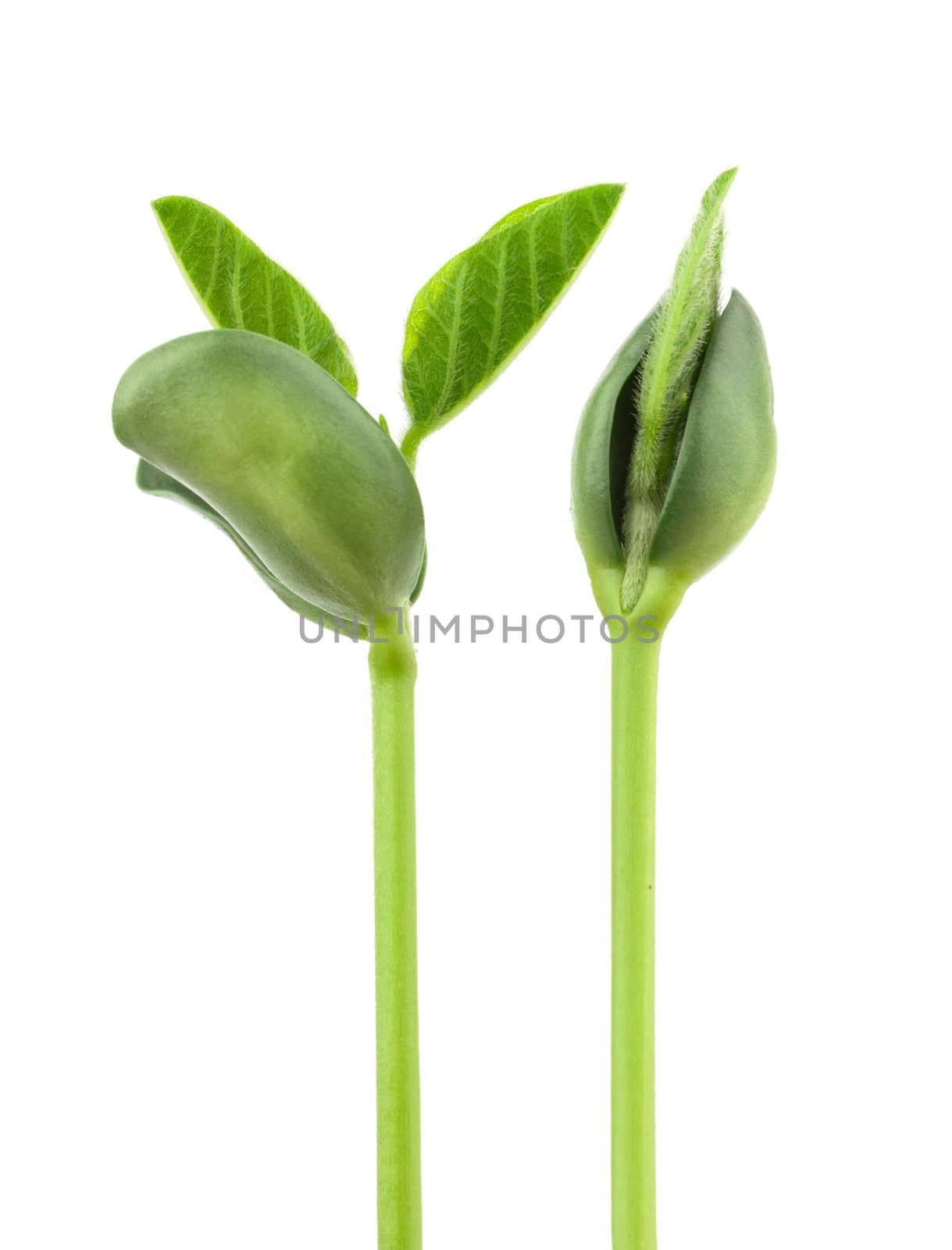 Small plant of soy on a white background