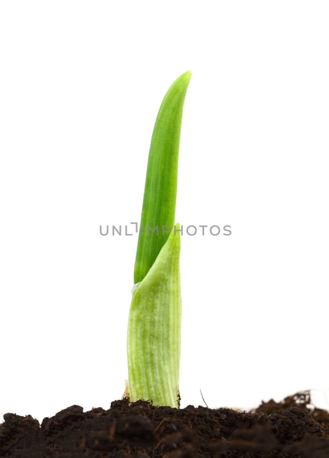 Seedling of garlic on a white background