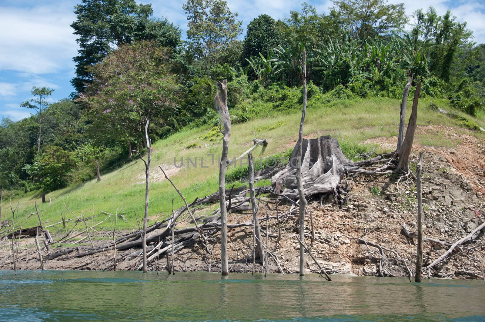 big dead tree root in balahala forest - Balahala forest is most perfectly forest in South of Thailand