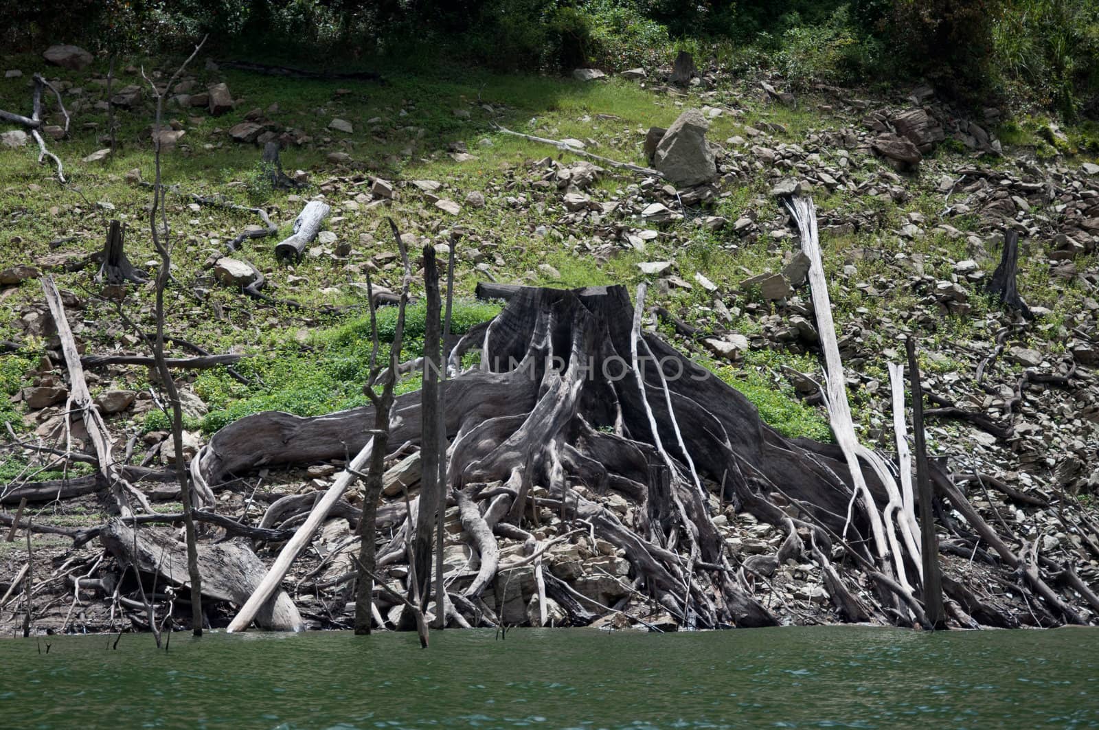 big dead tree root in balahala forest - Balahala forest is most perfectly forest in South of Thailand