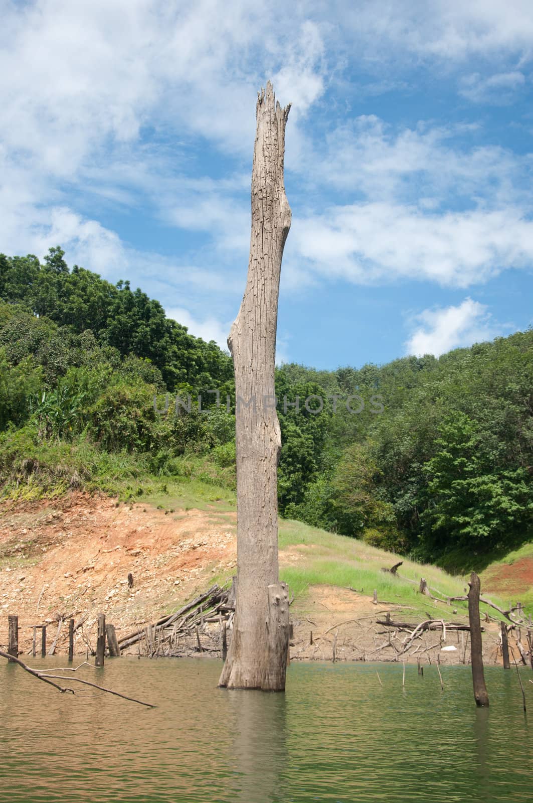 big dead wood in balahala forest - Balahala forest is most perfectly forest in South of Thailand