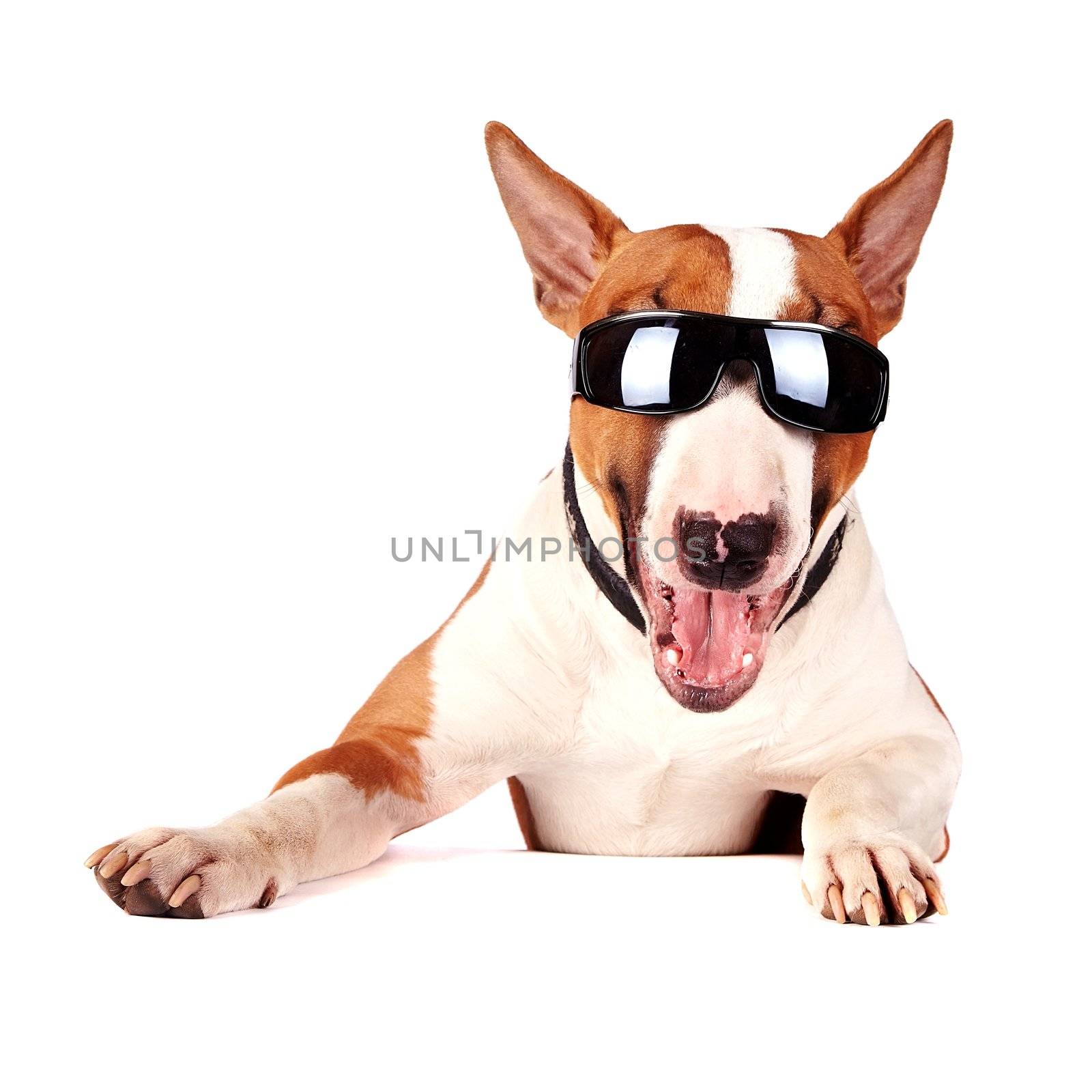 Cheerful bull terrier in sunglasses on a white background