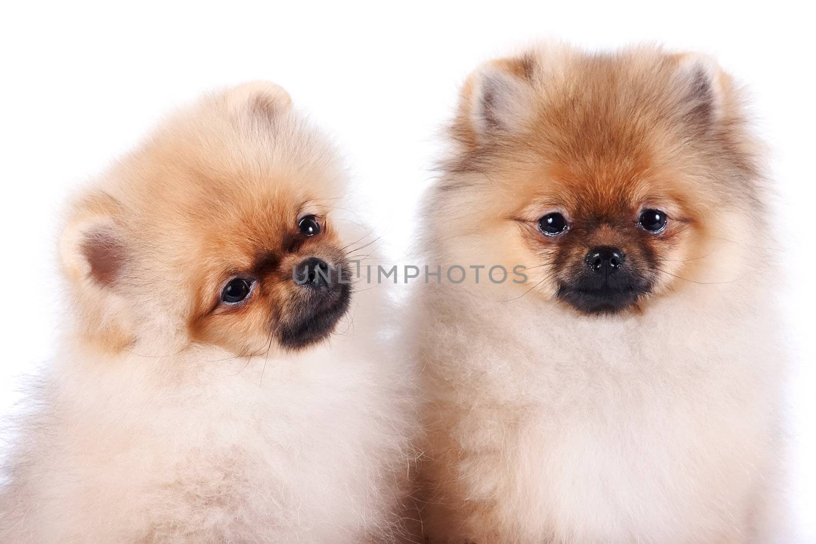 Portrait of two puppies of a spitz-dog on a white background