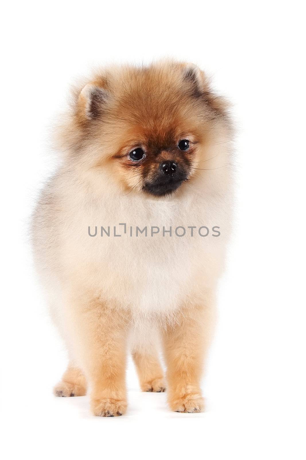 Puppy of a spitz-dog on a white background