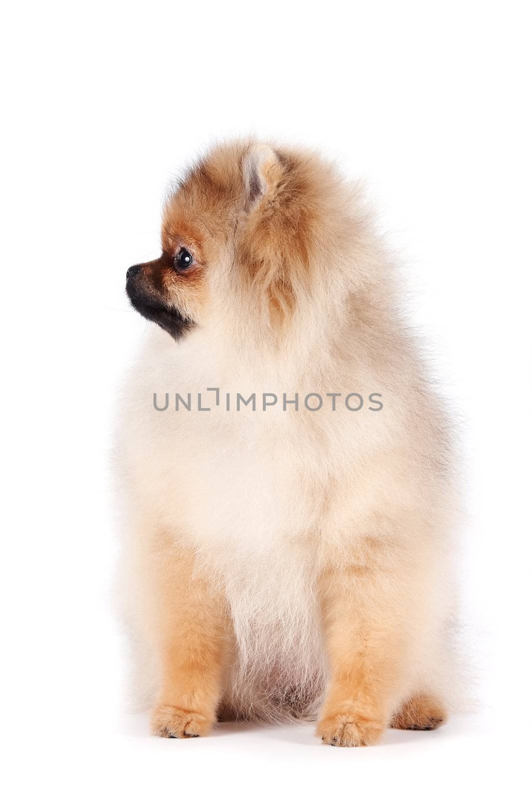 The puppy of a spitz-dog sits on a white background