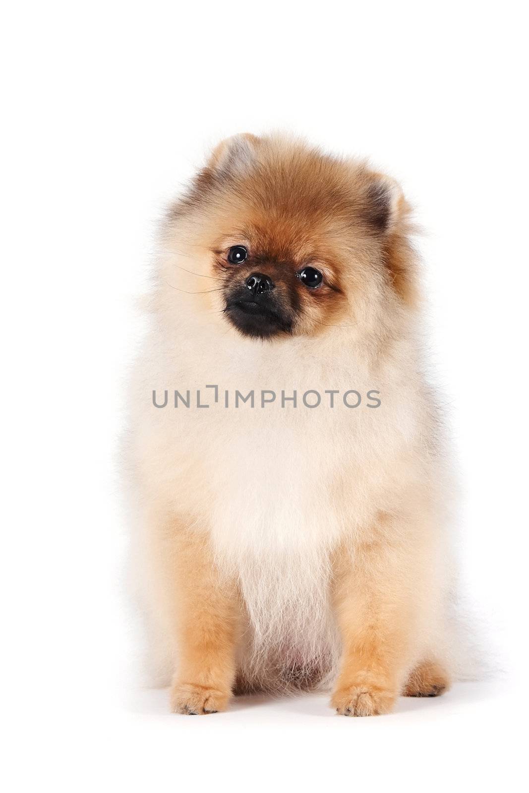 The puppy of a spitz-dog sits on a white background