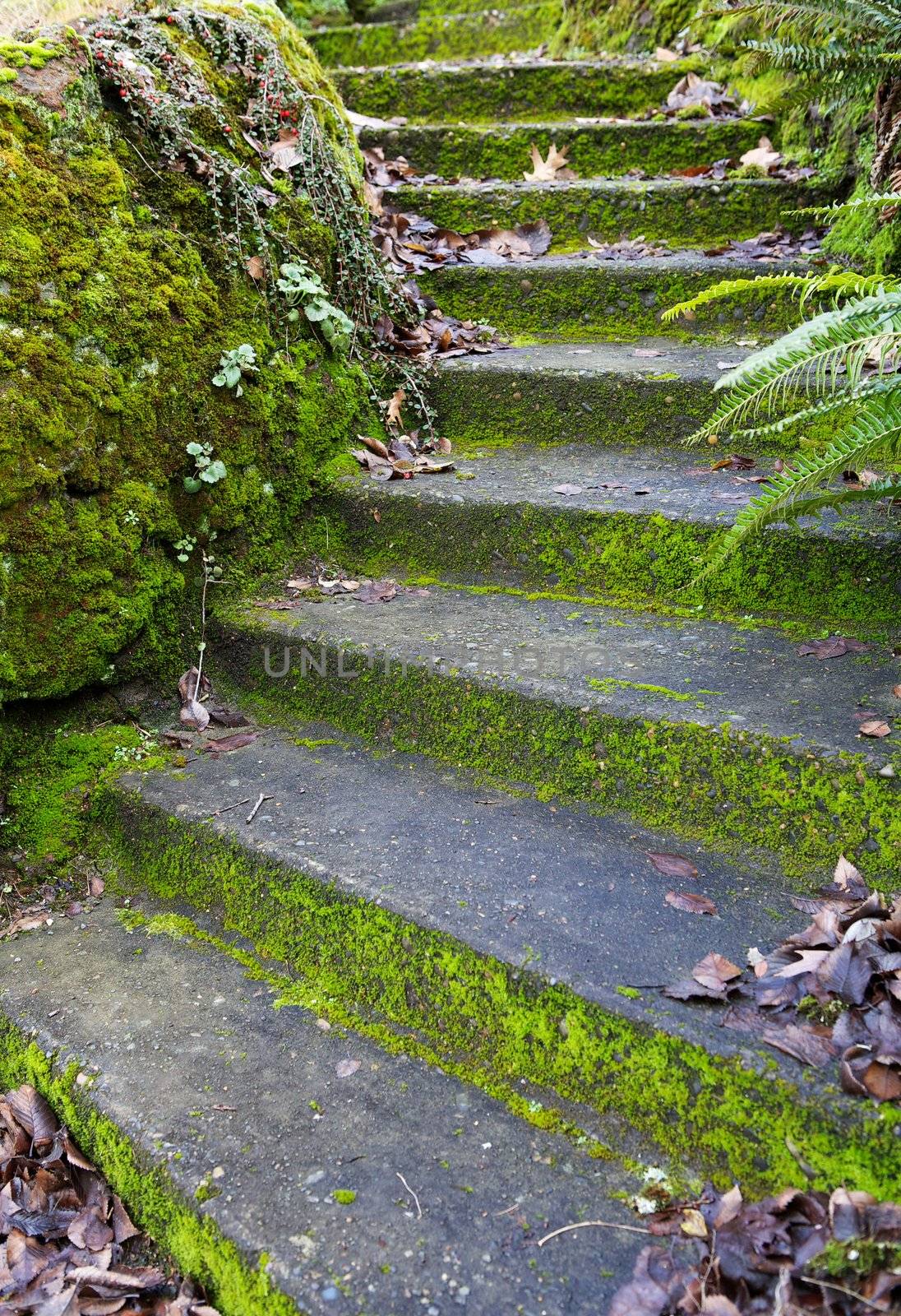 Autumn Curved Concrete Steps by bobkeenan