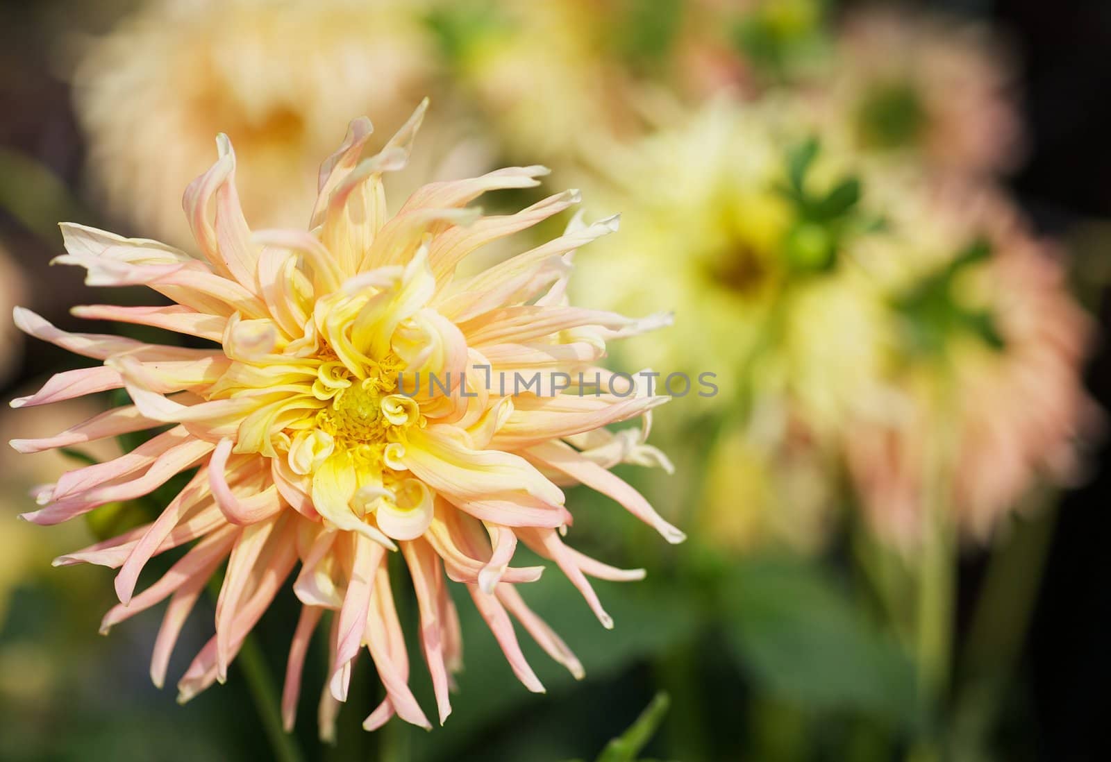 Close up of a Yellow and pink Dahlia with wild petals and soft flower background