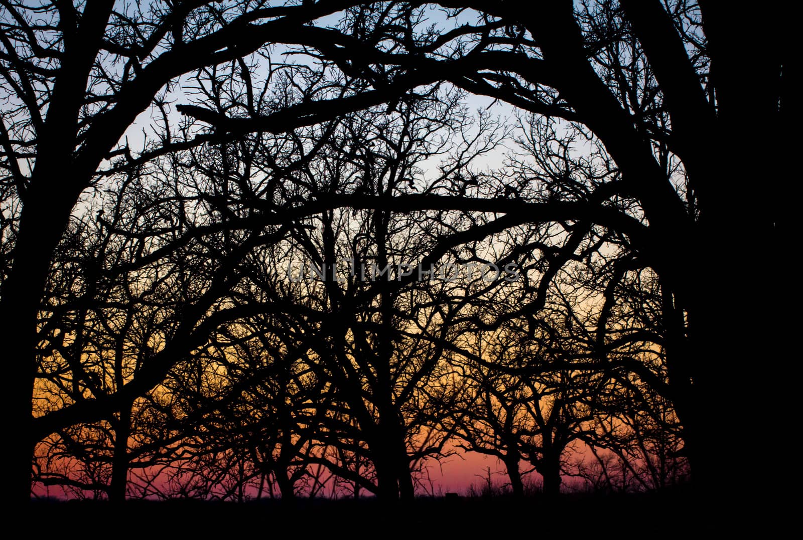 Sunset Through the Barren Trees in Late Autumn in Minnesota.