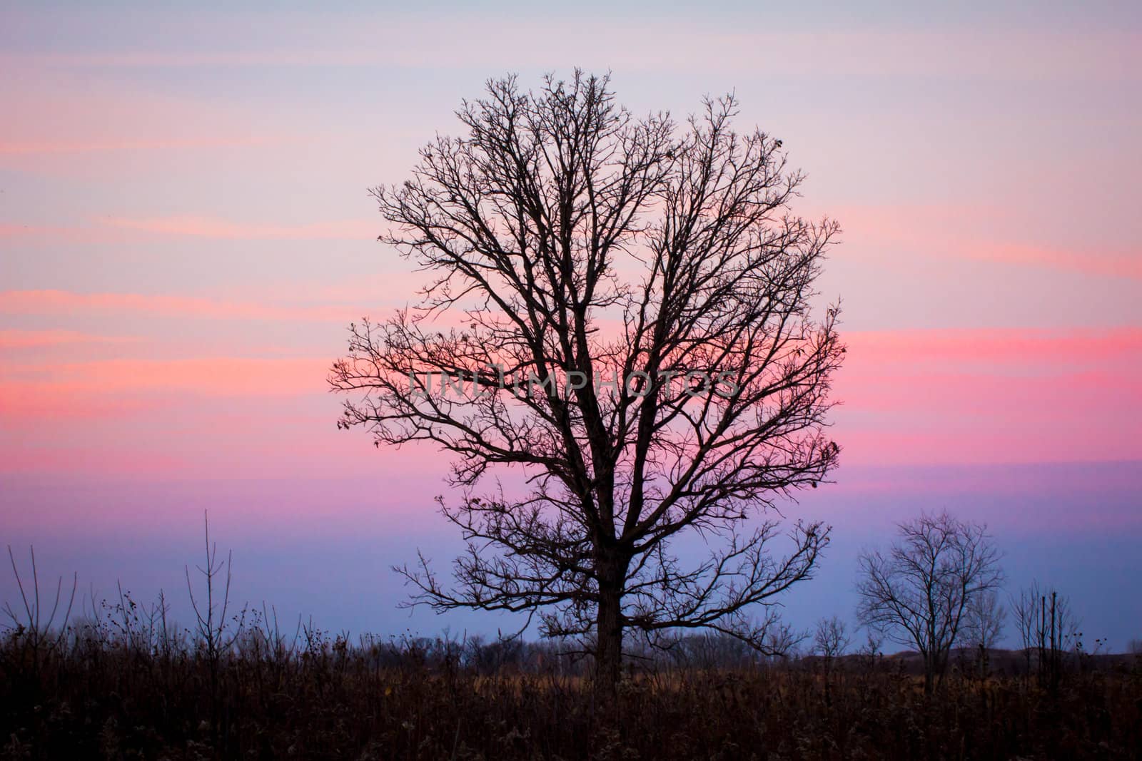 Sunset Through the Barren Trees by wolterk