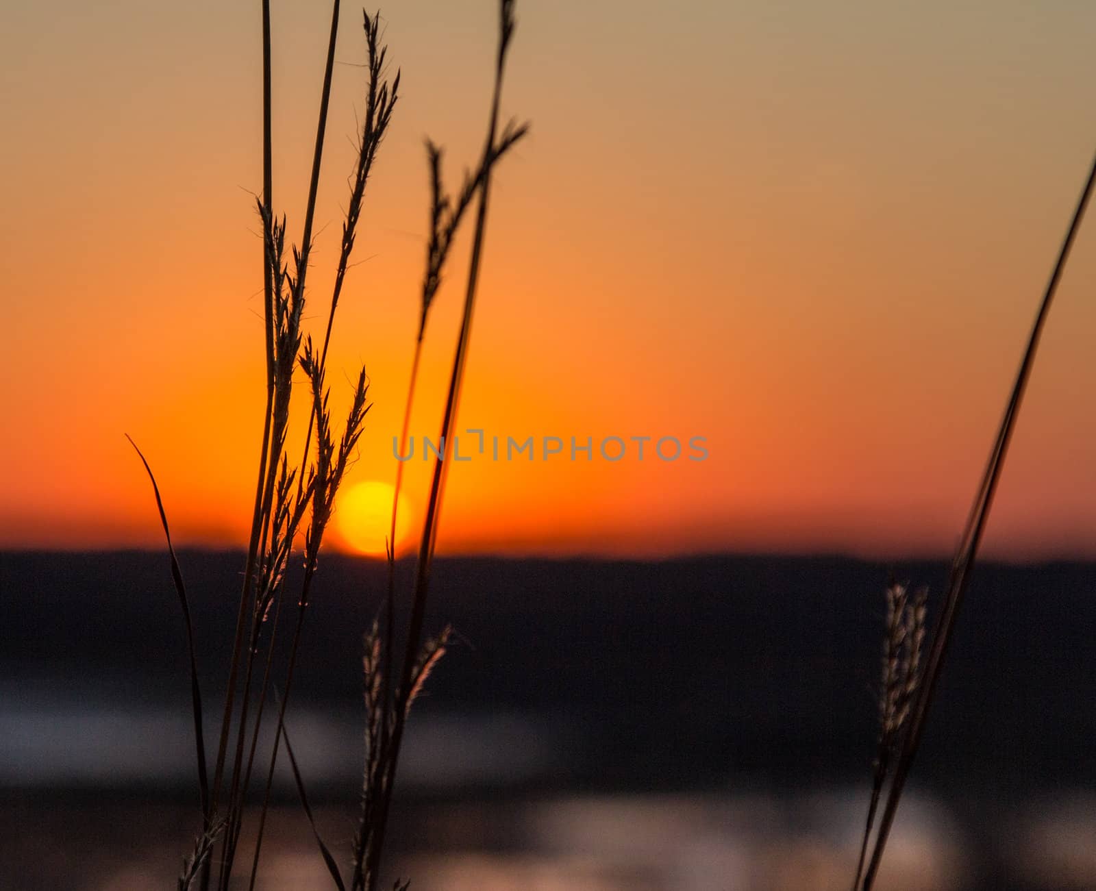 Setting Sun Through the Prairie Grass in Late Autumn in Minnesota