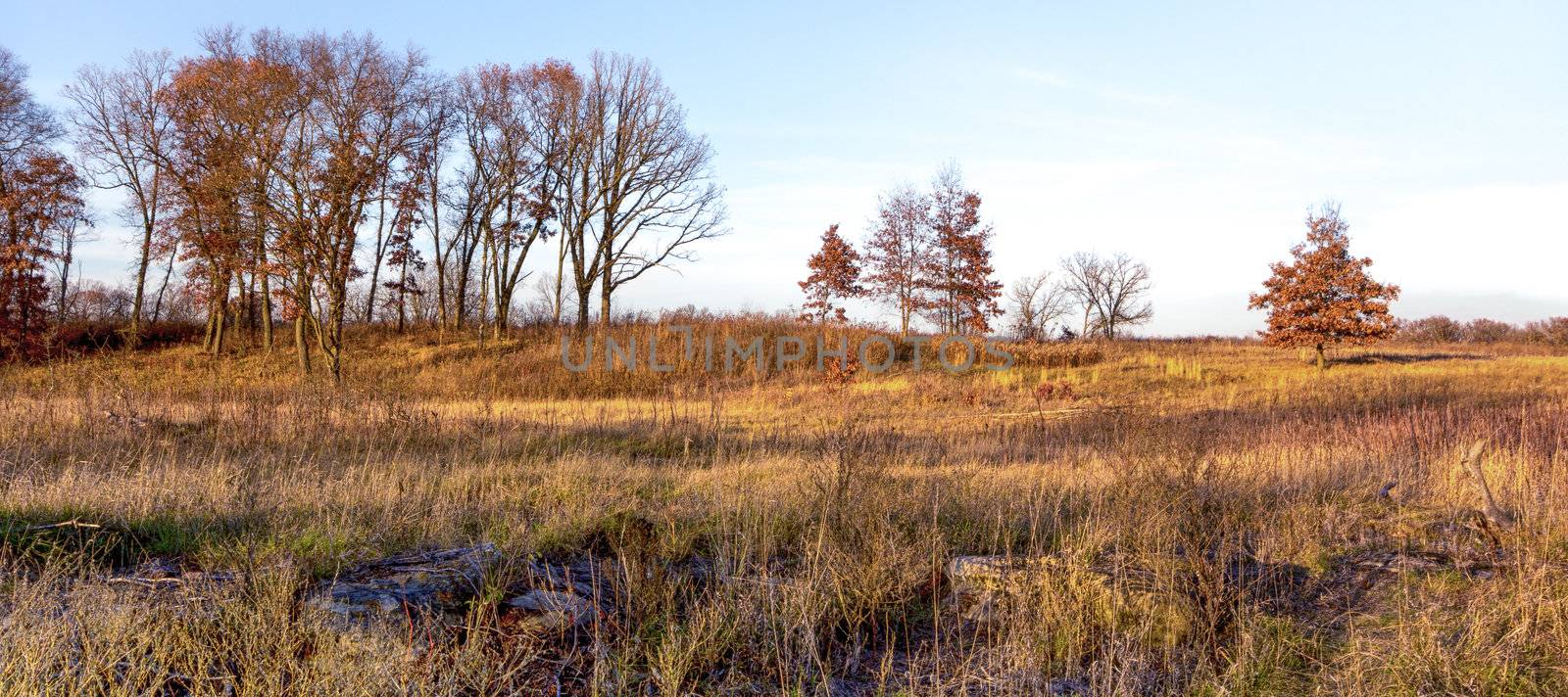 Late Afternoon on the Midwest Prairie in November by wolterk