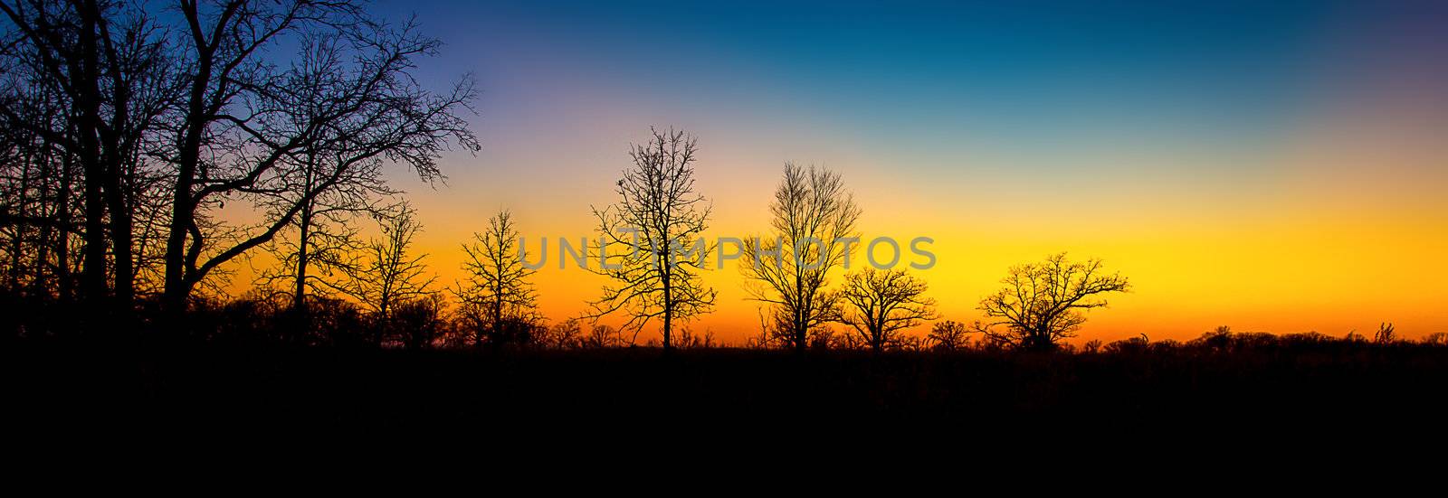 Sunset Through the Barren Trees in Late Autumn in Minnesota.