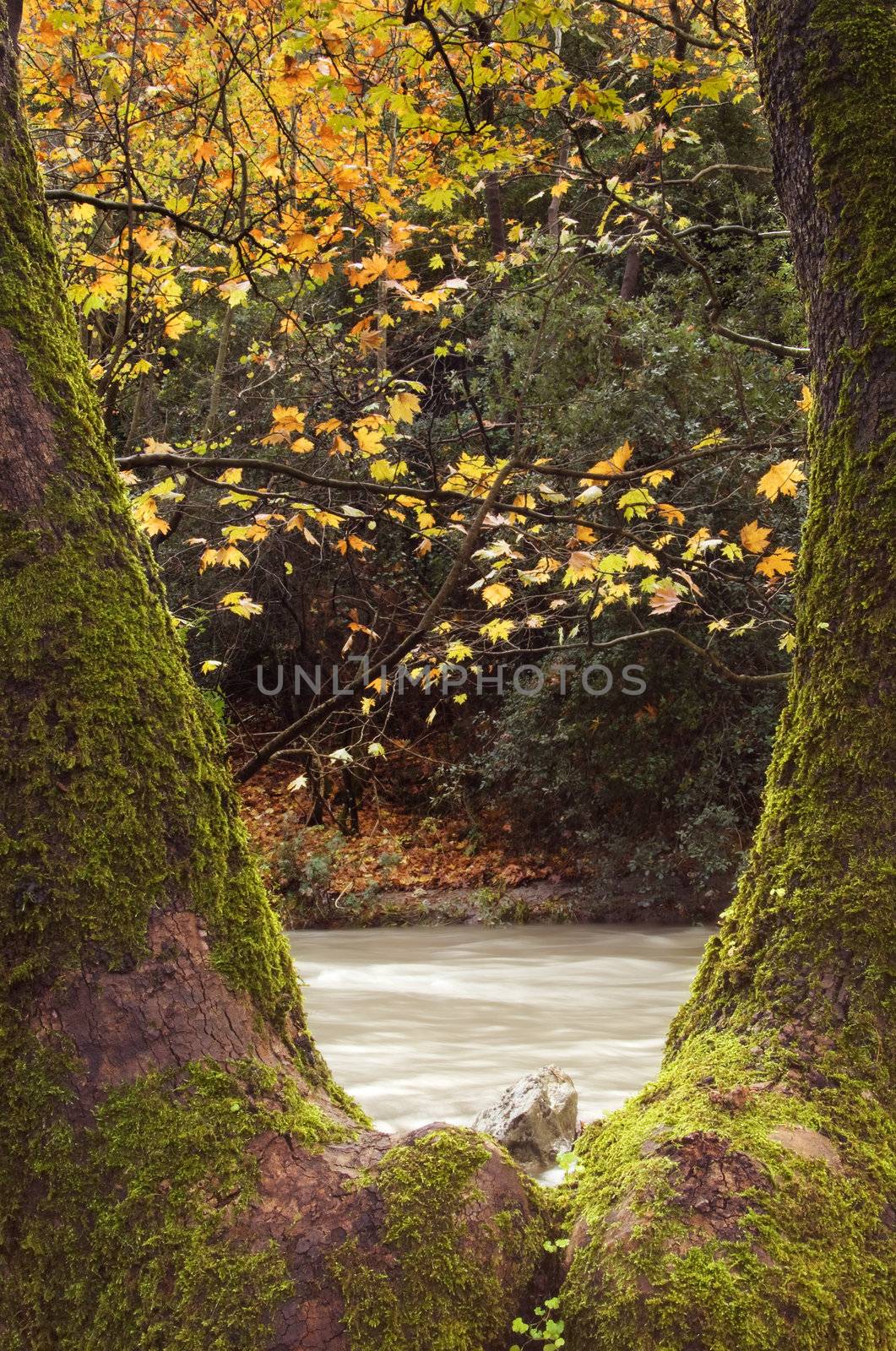 Scene of an autumn forest and water stream framed through a V-shaped tree