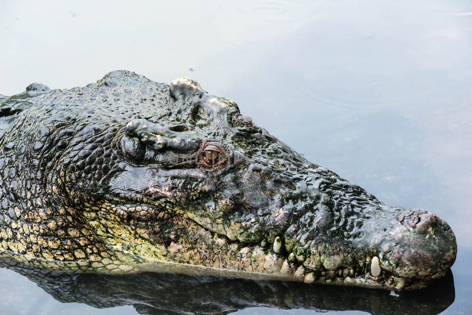Large adult salt water crocodile in calm water close up, taken on a cloudy day 