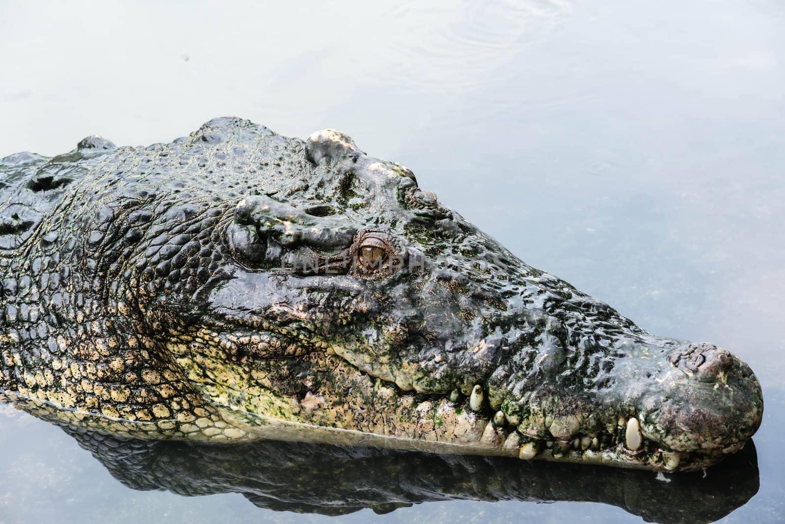 Large adult salt water crocodile in calm water close up, taken on a cloudy day 