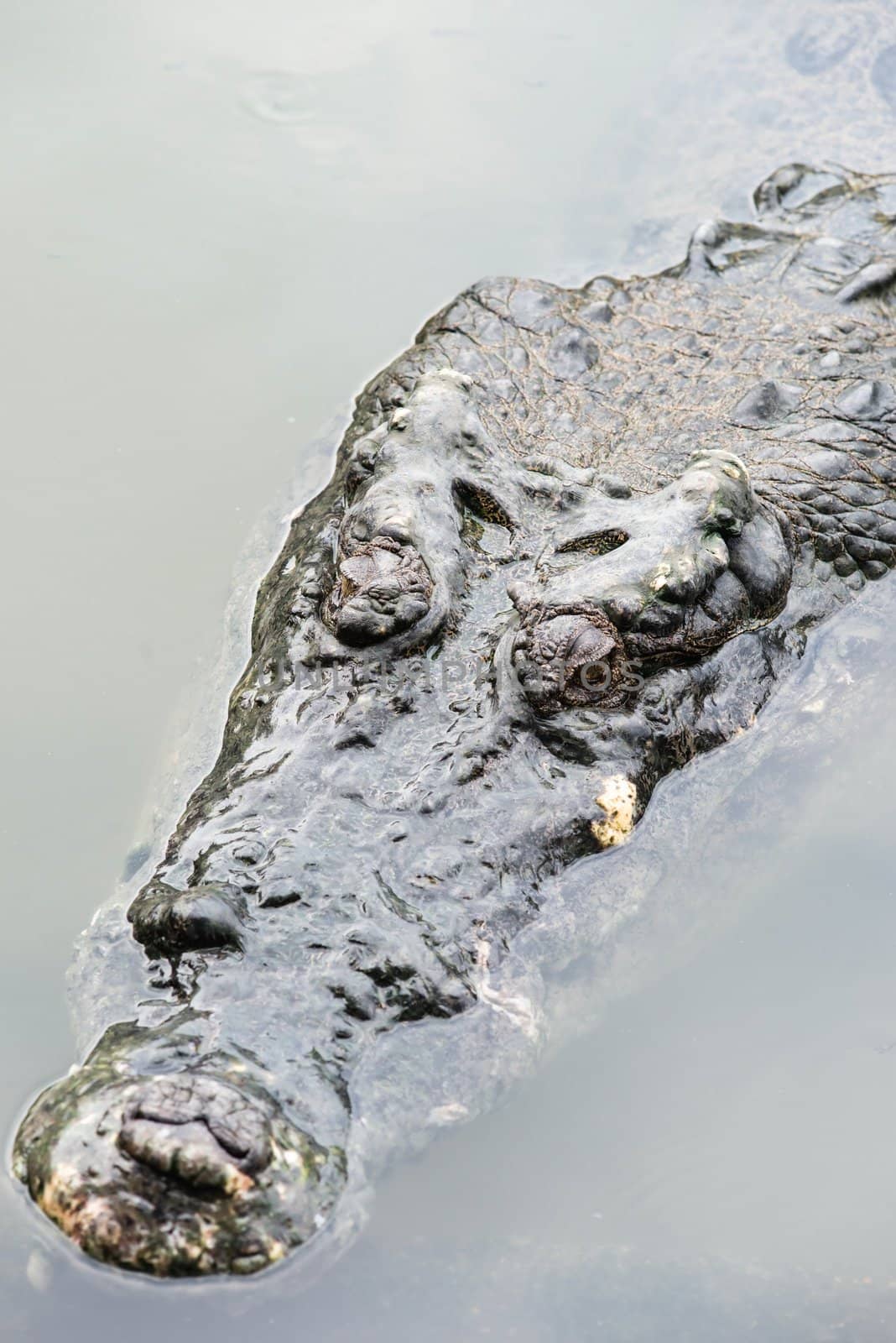 Large adult salt water crocodile in calm water close up by sasilsolutions