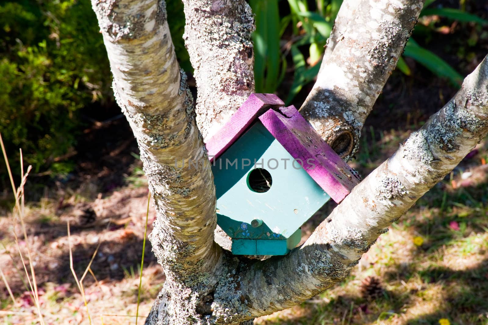 Birdhouse in a tree