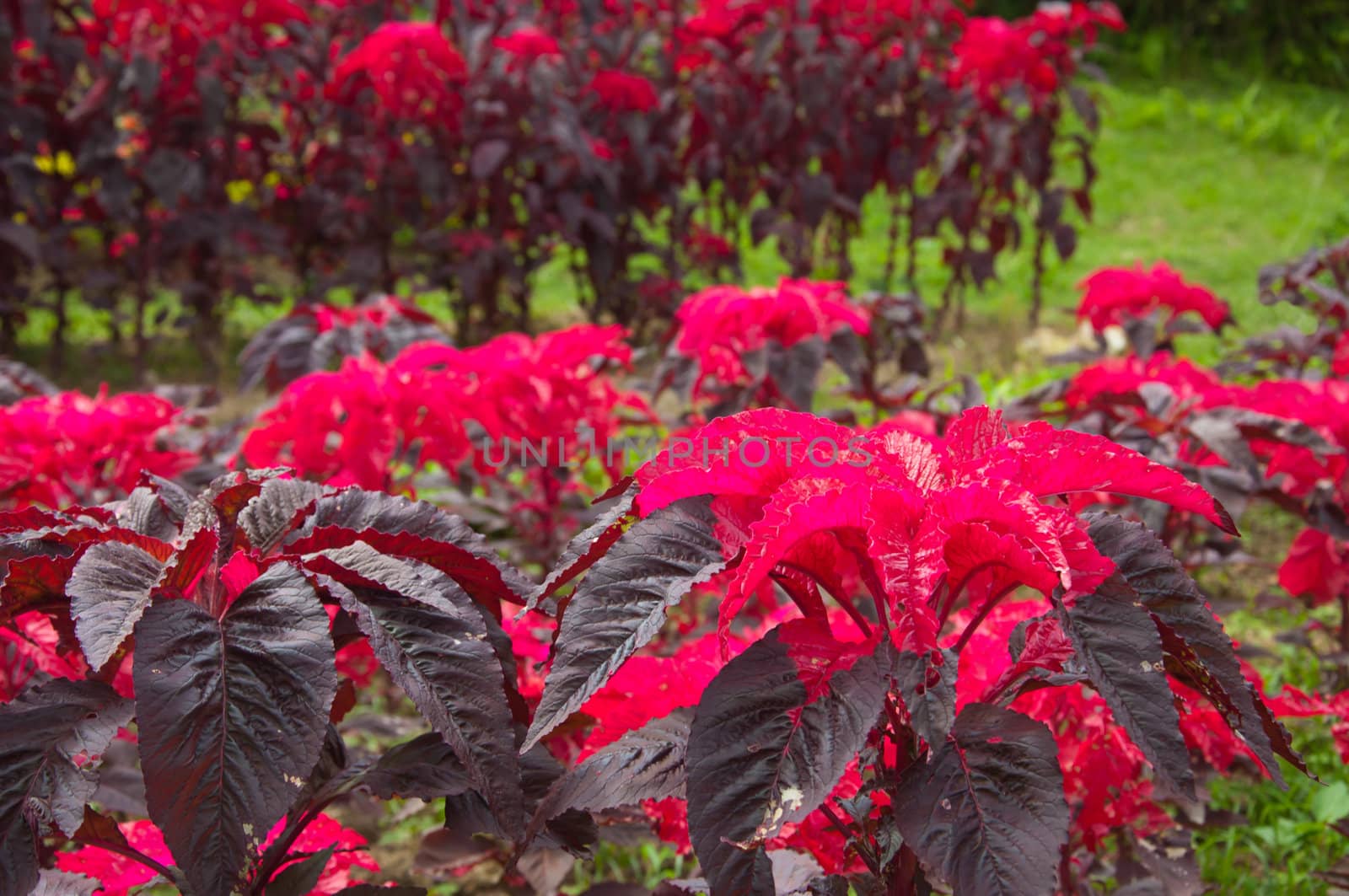 red Amaranthus planting garden