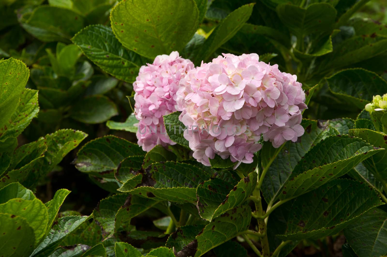 pink Hydrangea flower by ngarare