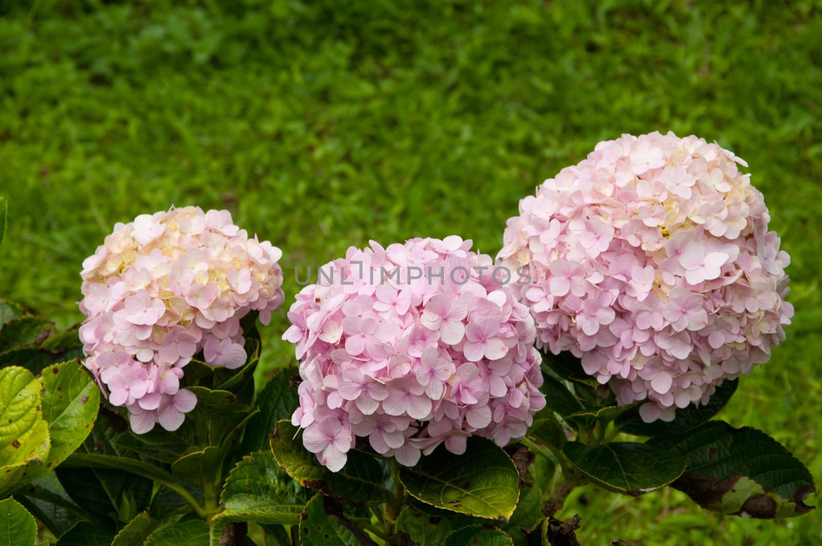 pink Hydrangea flower planting garden