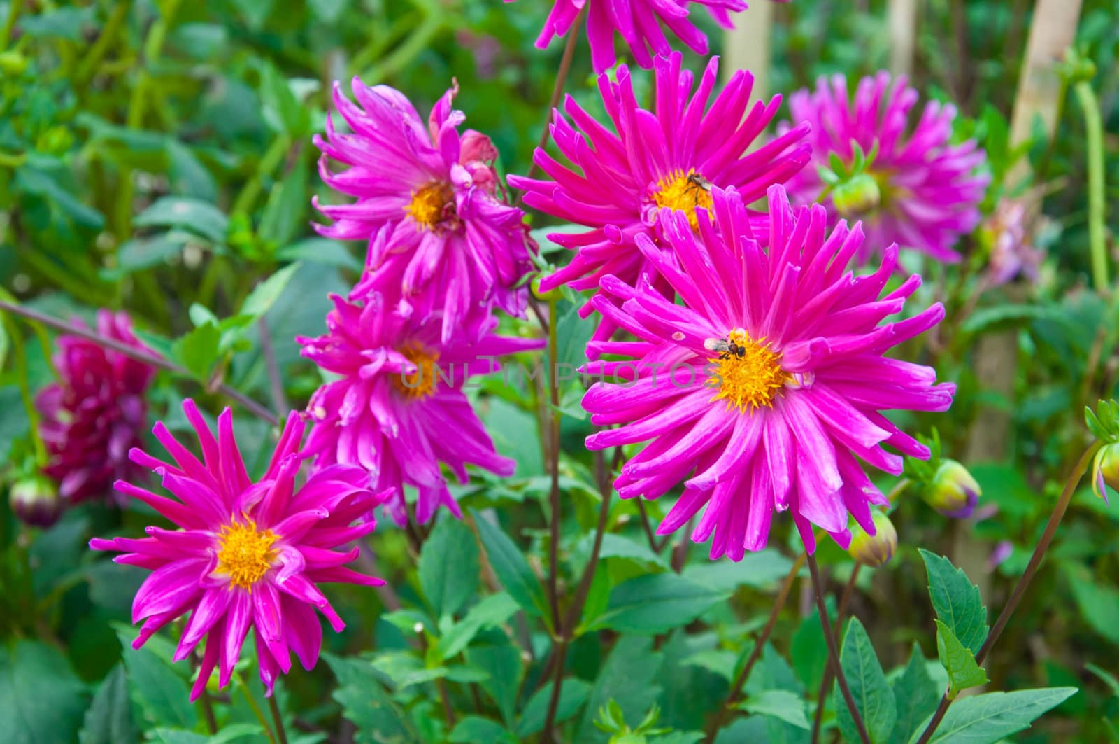 pink Dahlia rosea planting in garden