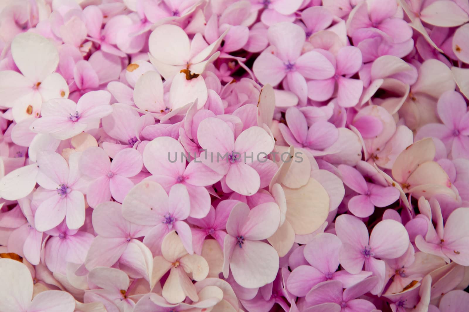 pink Hydrangea flower close up