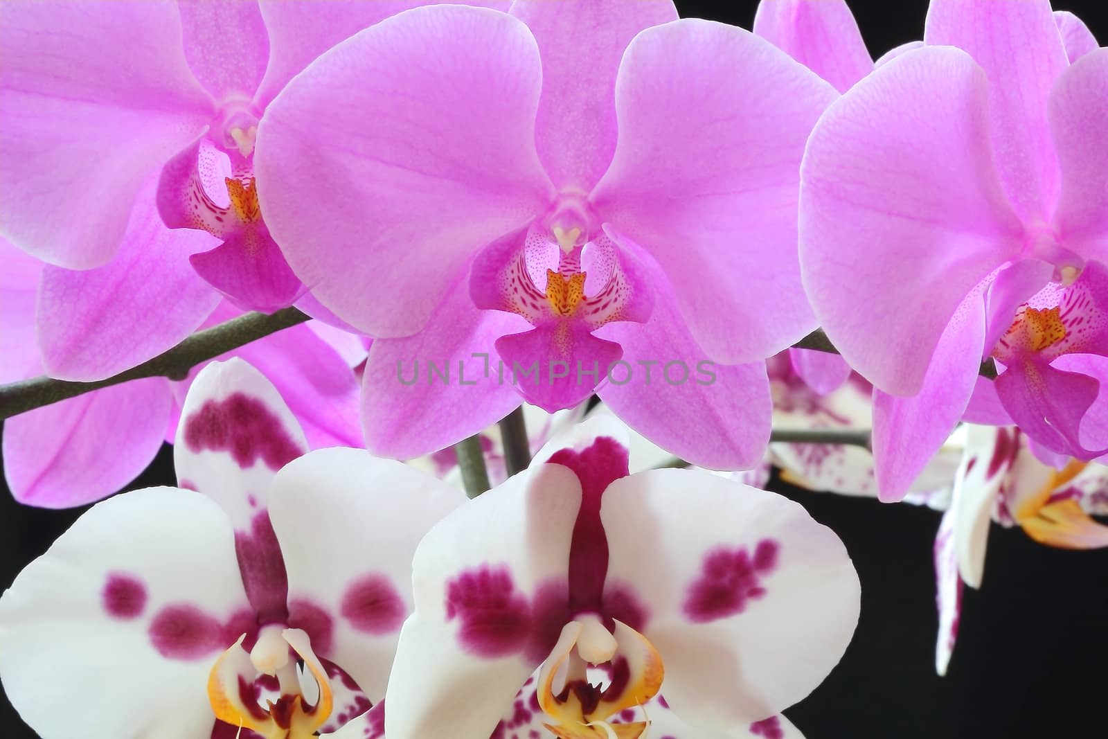 Beautiful purple and white orchid on black background