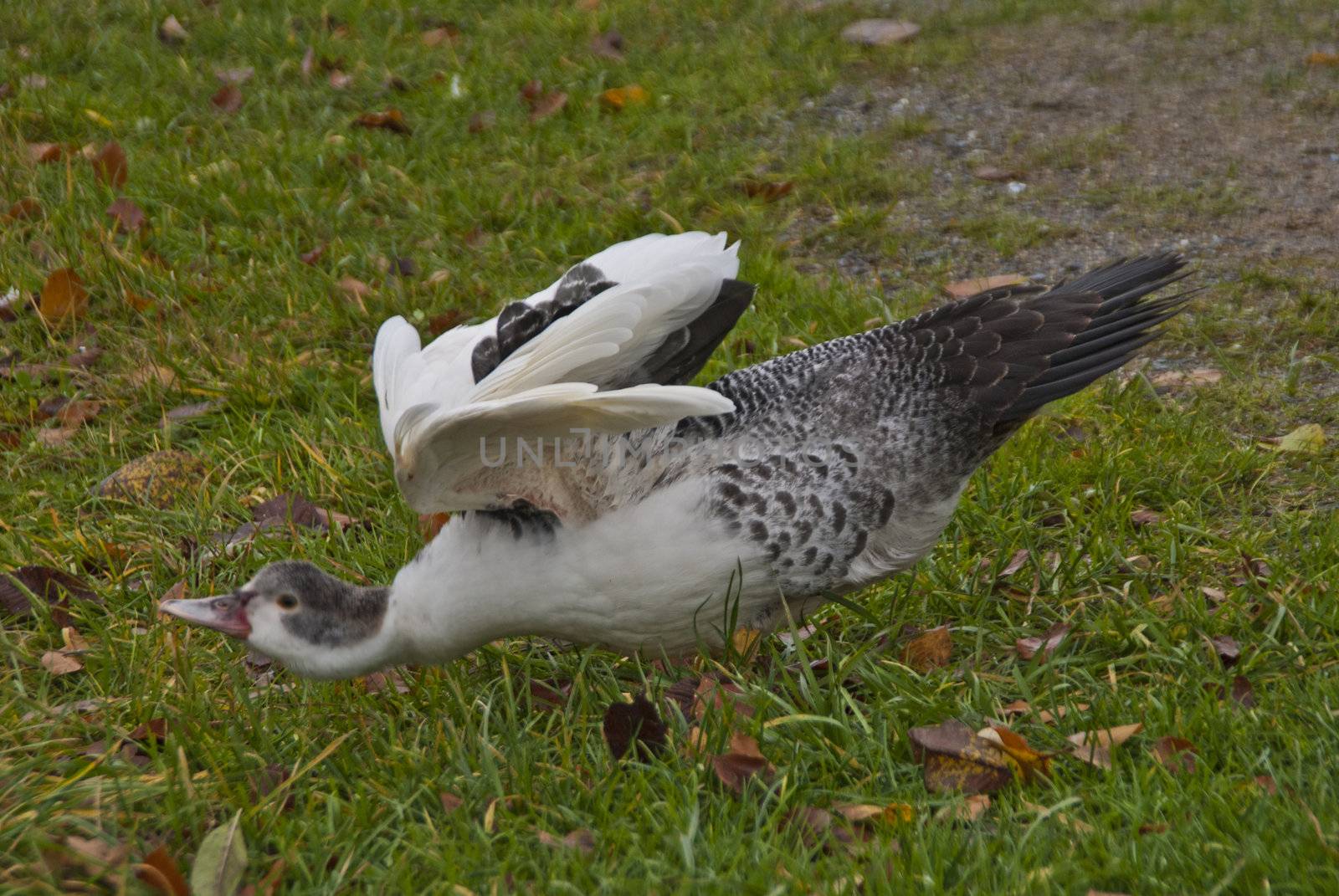 the muscovy duck (cairina moschata) is a large duck native to mexico, central, and south america. the pictures are shot at the duck pond at fredriksten fortress in halden