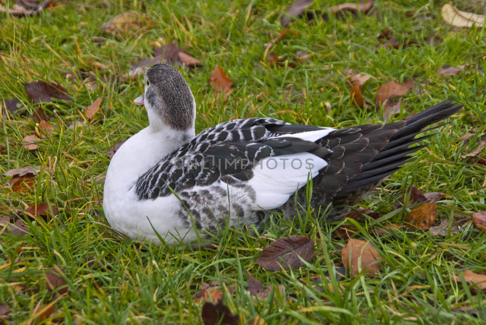 Muscovy Duck  is a large duck native to Mexico, Central America and South America, but also occurs in the southern parts of the U.S. It is also strayed in Europe, including Norway. The ducks on the pictures are shot at the duck pond at Fredriksten fortress in Halden, which is very rarely in Norway.