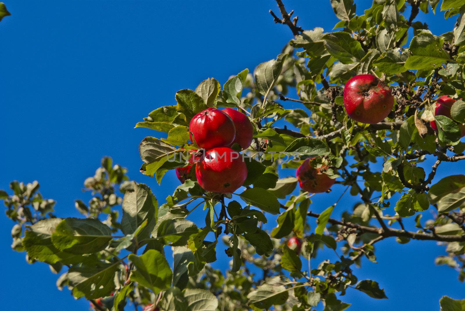 photo is shot in the garden of red mansion in halden and shows apple tree with red apples